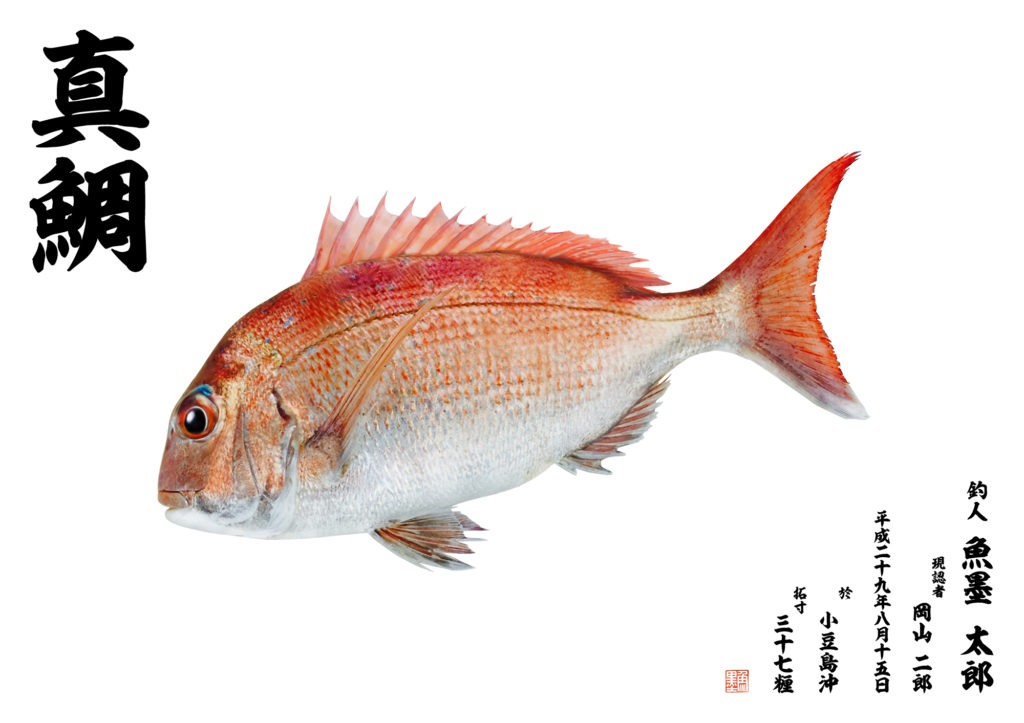 カラー魚拓(真鯛)