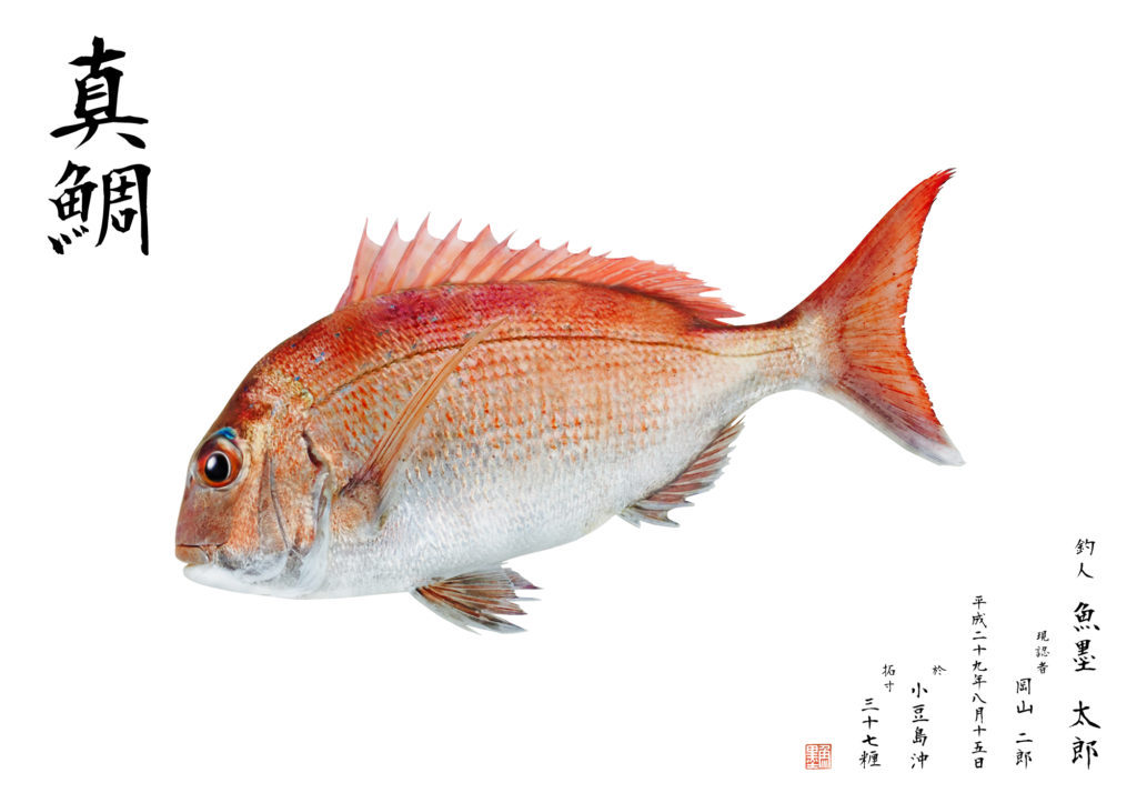 カラー魚拓(真鯛)