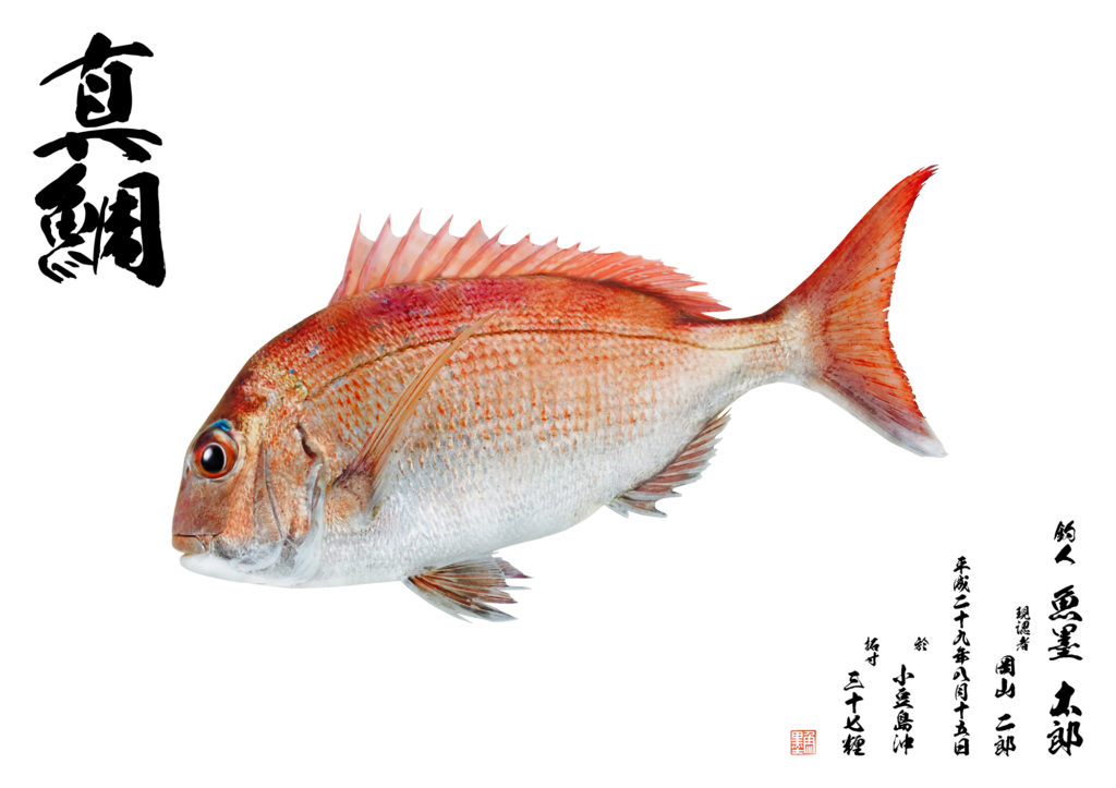 カラー魚拓(真鯛)