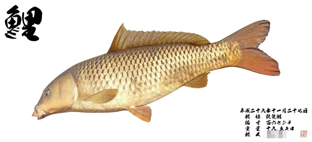 カラー魚拓(鯉)
