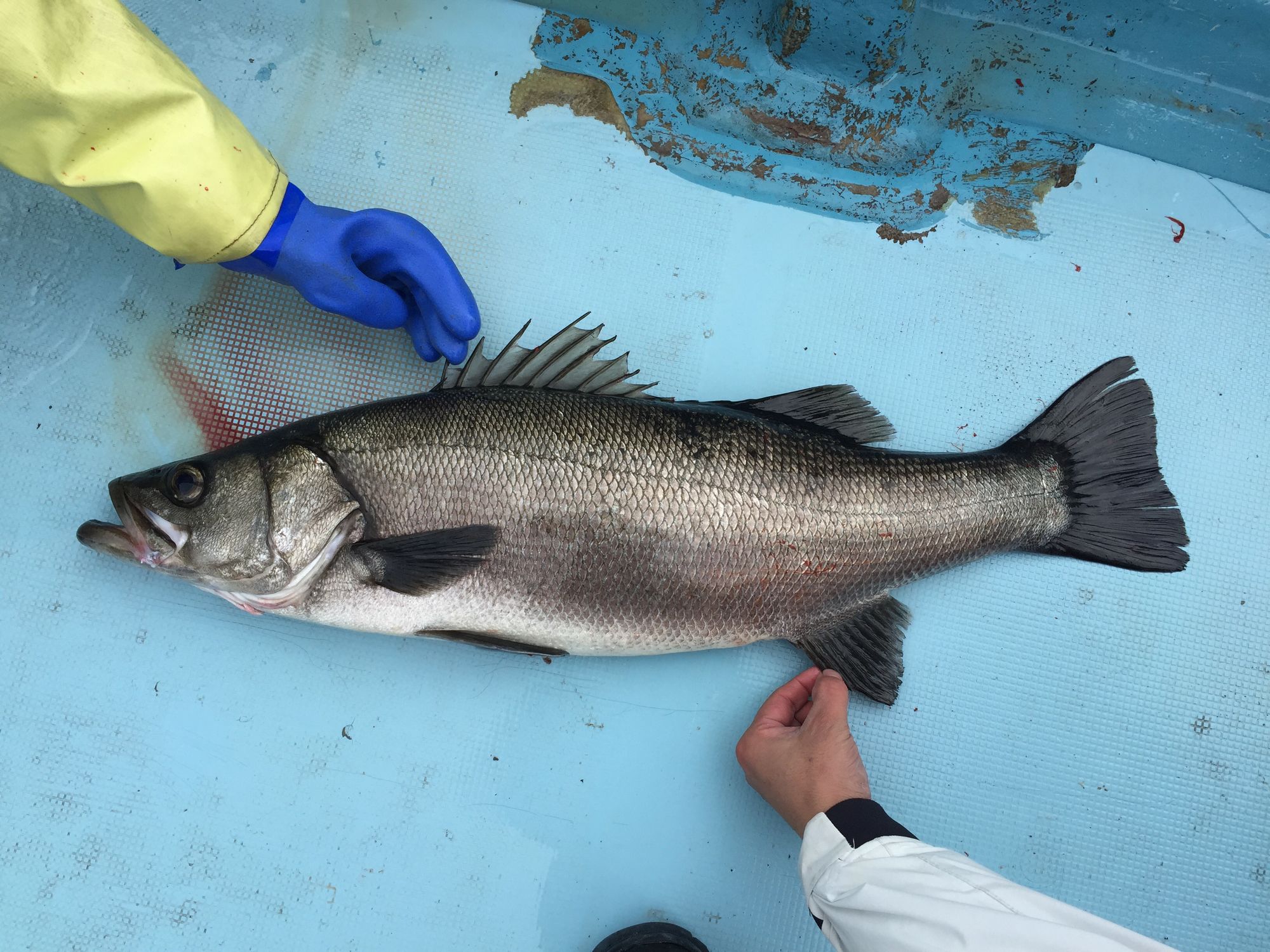 魚の写真の撮り方