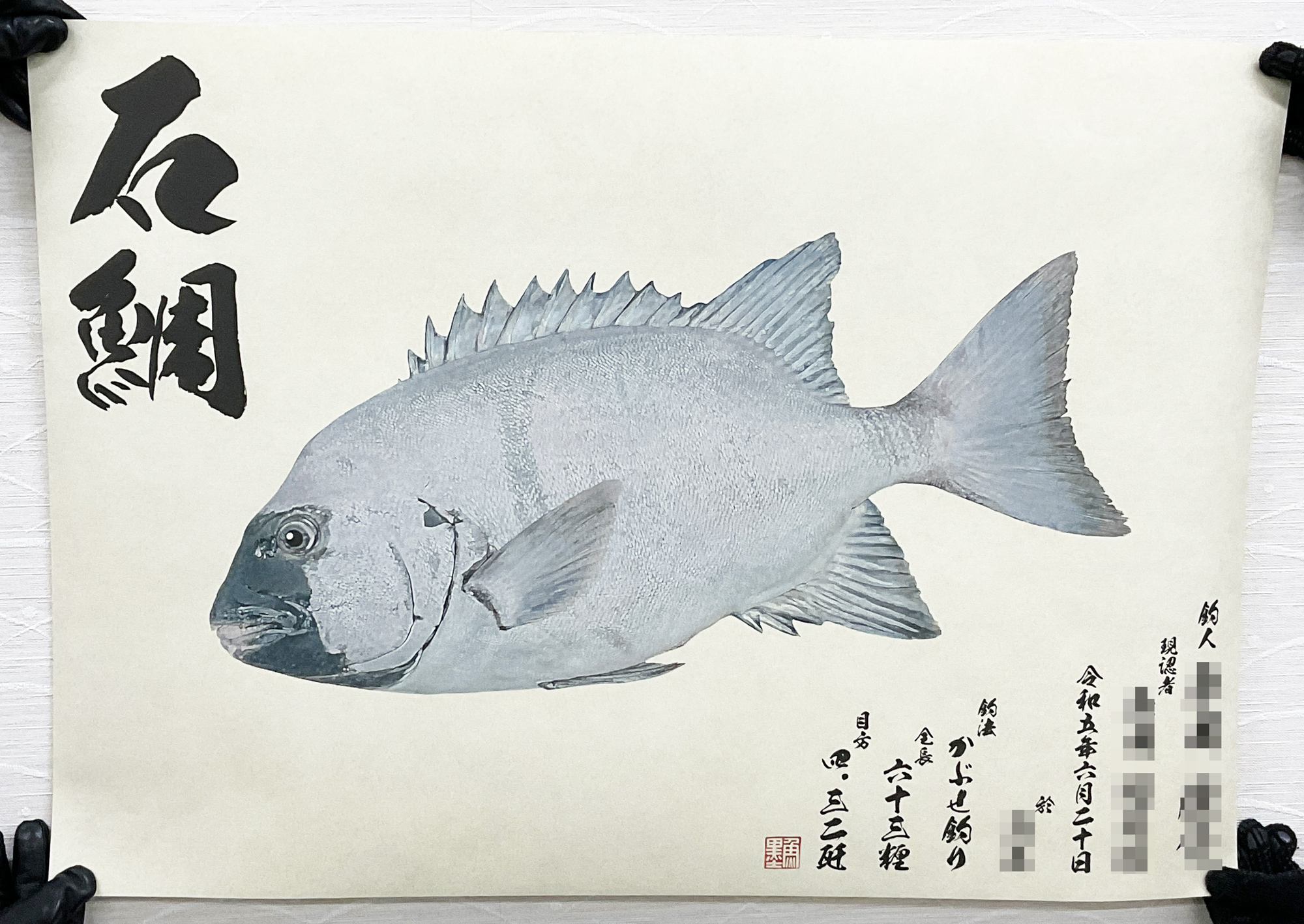 立体魚拓 イシダイ 石鯛