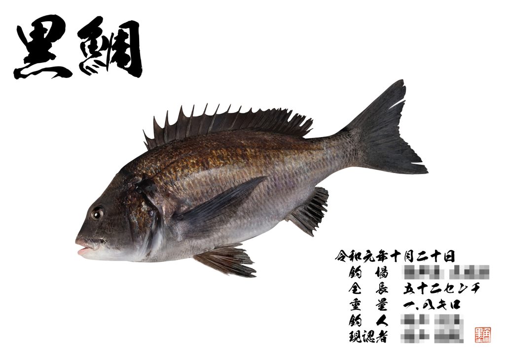 黒鯛（カラー魚拓）