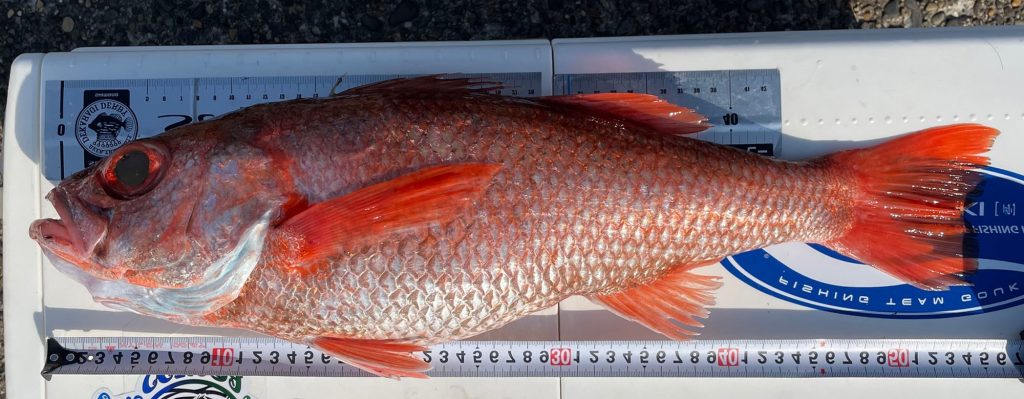 アカムツ(カラー魚拓)元画像