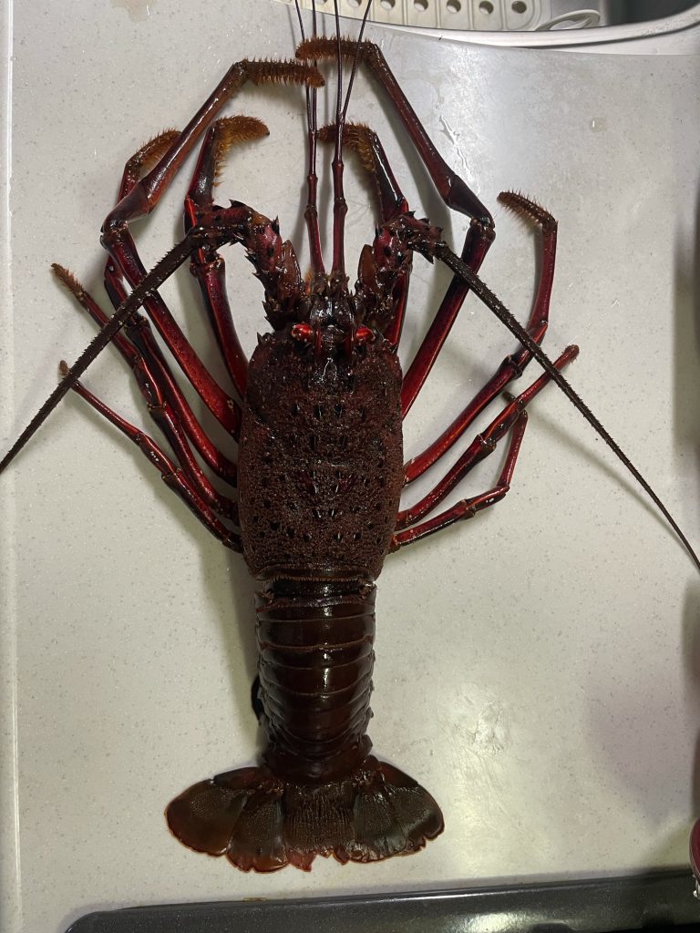 イセエビ（リアル魚拓）元画像
