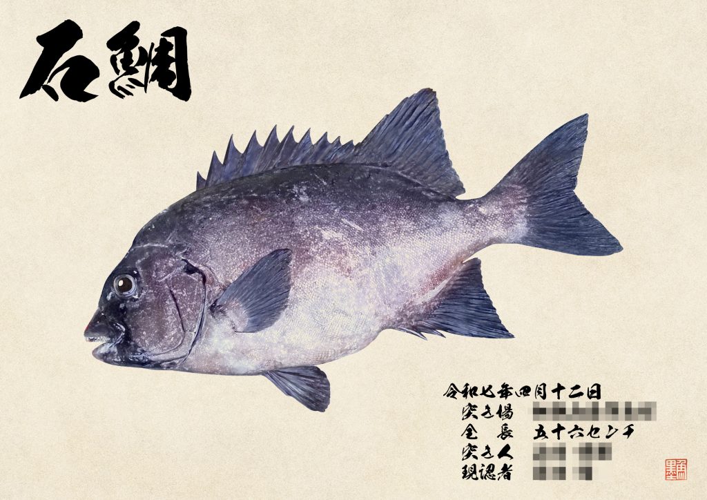 石鯛(カラー魚拓)