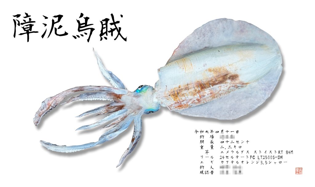 アオリイカ(リアル魚拓)