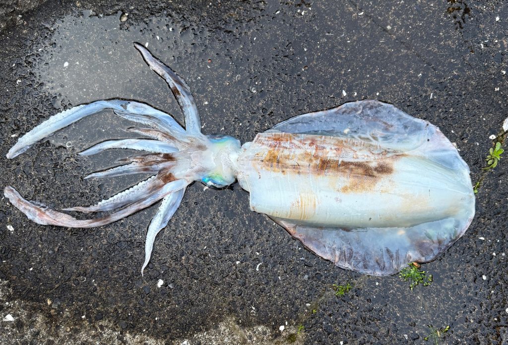 アオリイカ(リアル魚拓)元画像