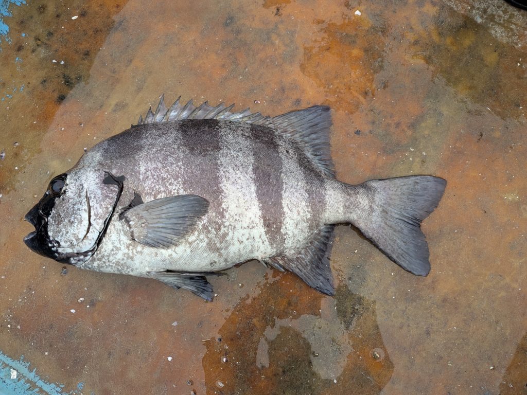石鯛(リアル魚拓)元画像