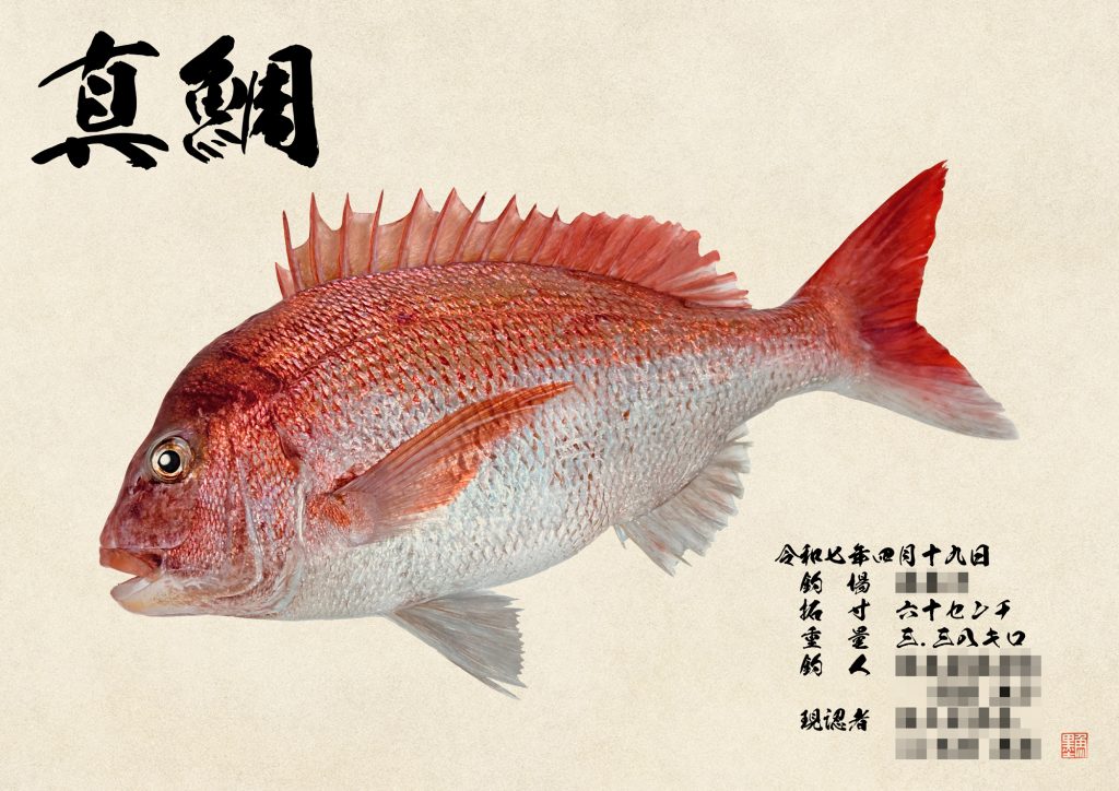 真鯛（カラー魚拓）写真なし