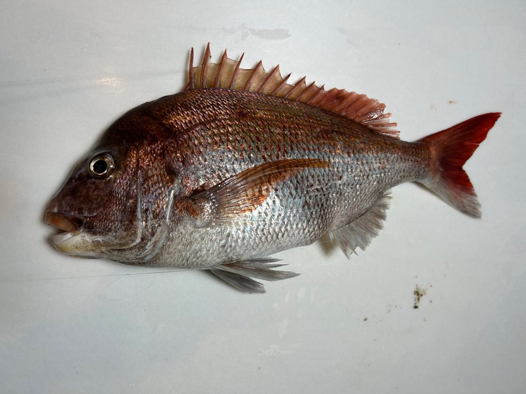 真鯛（カラー魚拓）元画像
