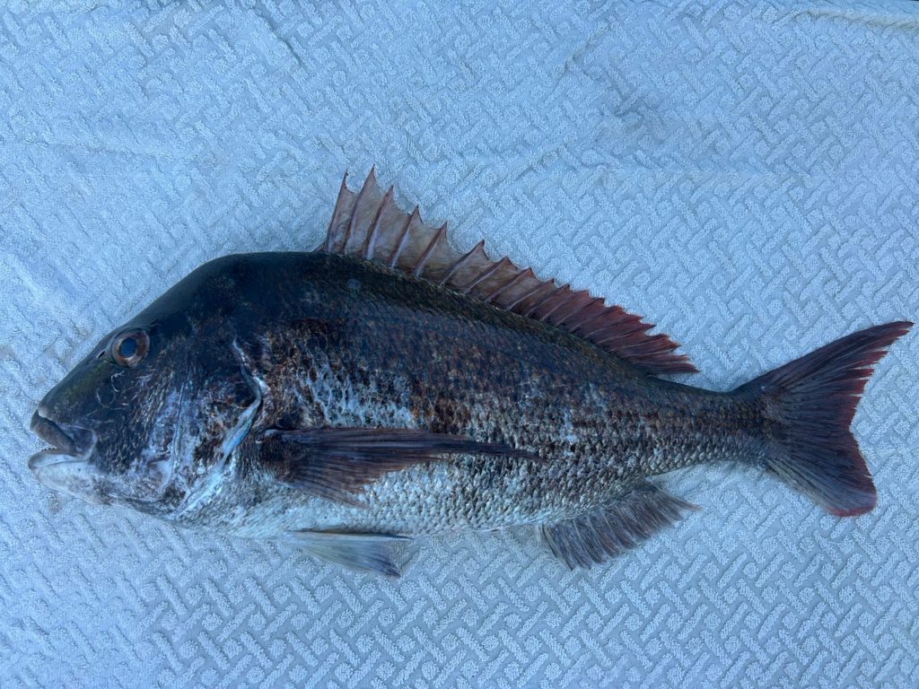 真鯛（カラー魚拓）元画像