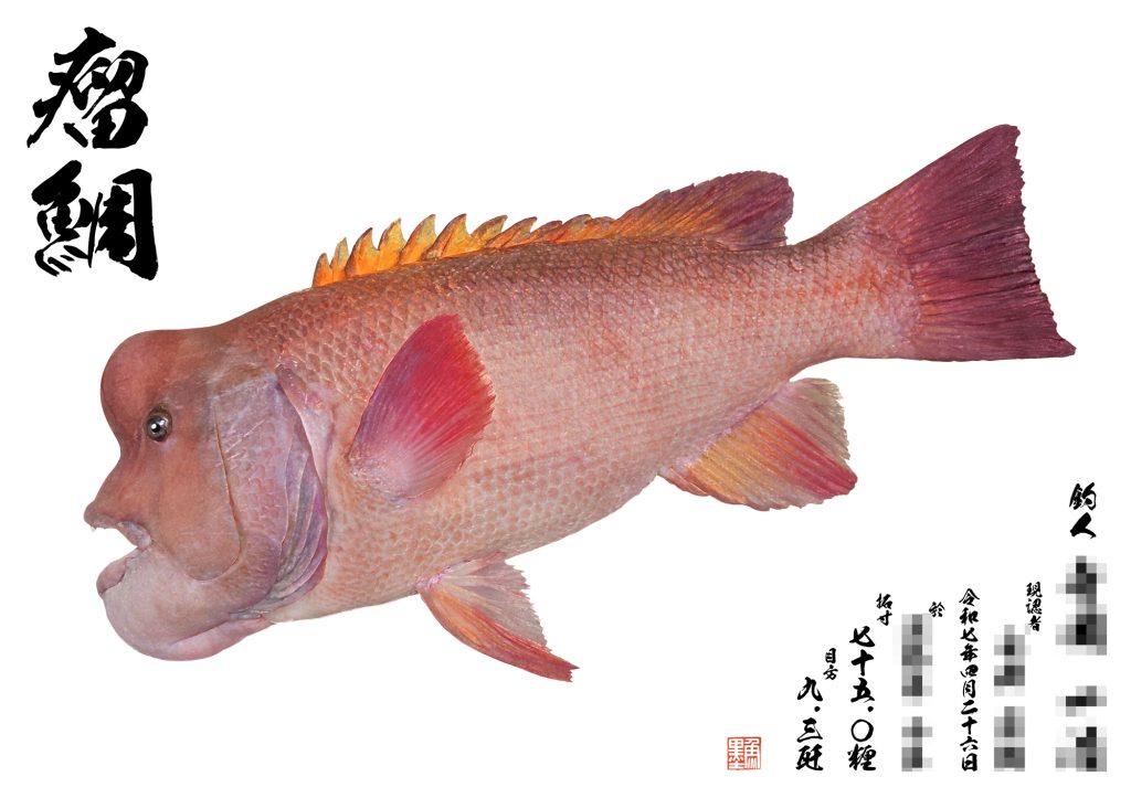 コブダイ(カラー魚拓)