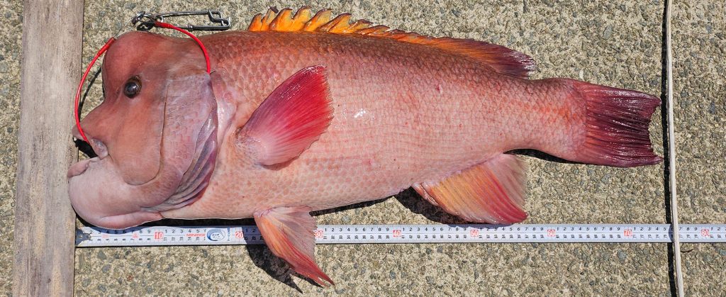 コブダイ(カラー魚拓)元画像