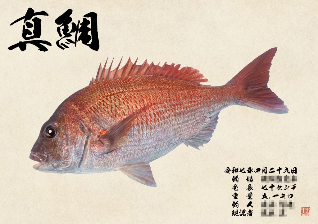 真鯛(カラー魚拓)