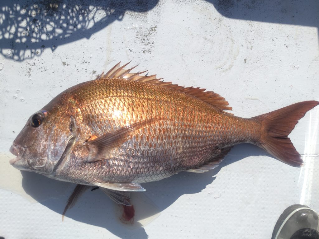 真鯛(カラー魚拓)元画像