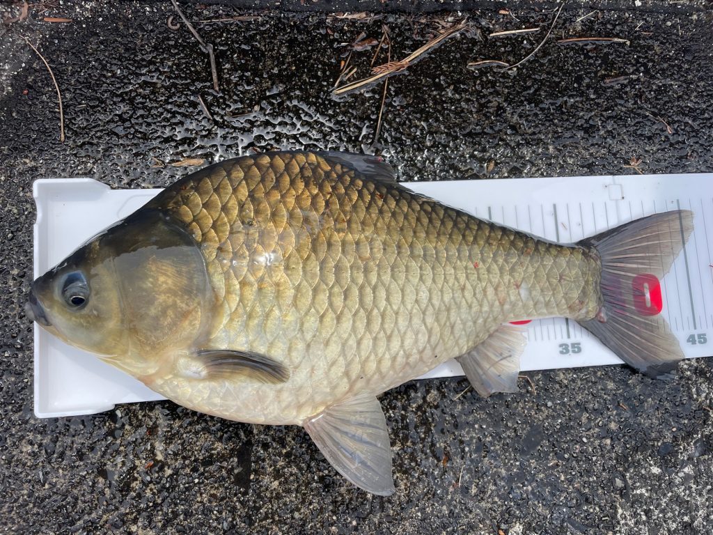 ヘラブナ(カラー魚拓)元画像