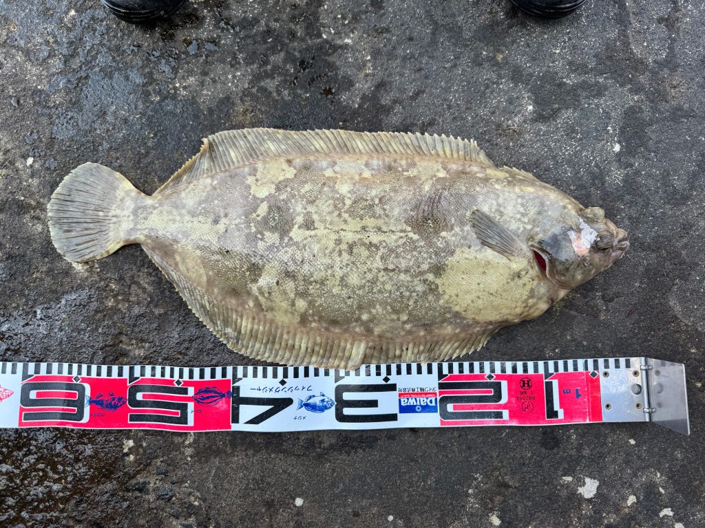 ババガレイ(カラー魚拓)元画像