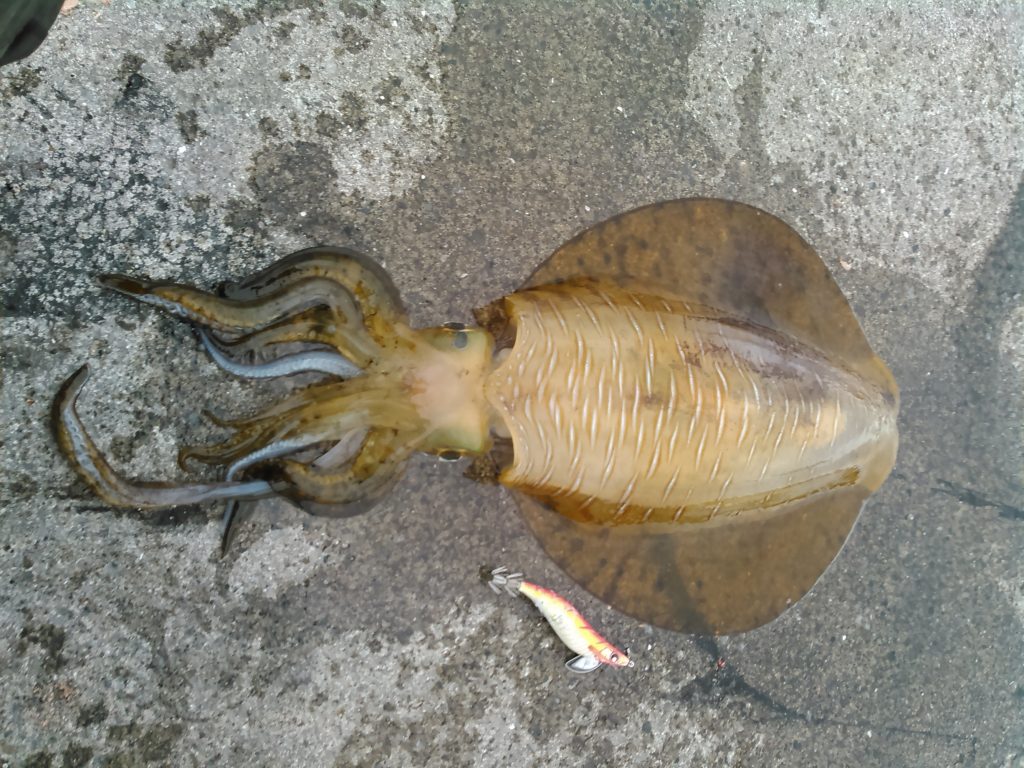 アオリイカ(カラー魚拓)元画像