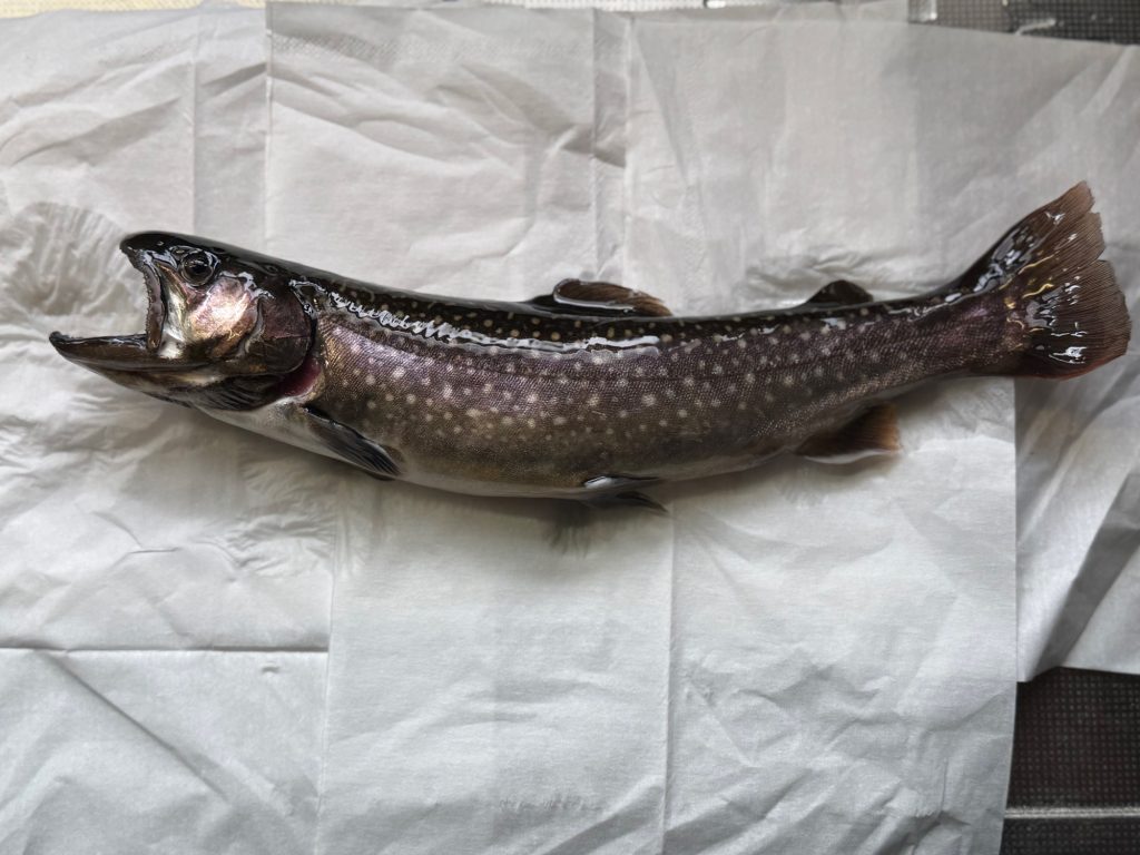 岩魚(カラー魚拓)元画像
