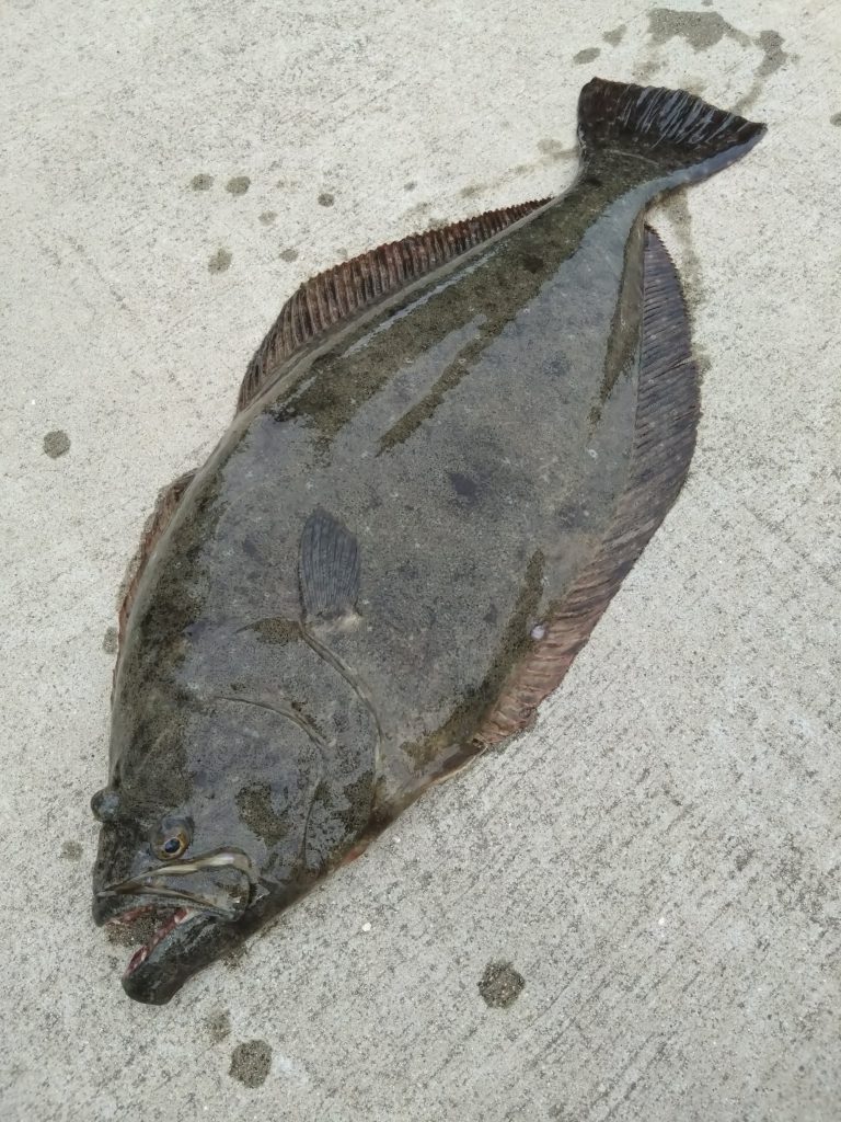 ヒラメ(カラー魚拓)元画像