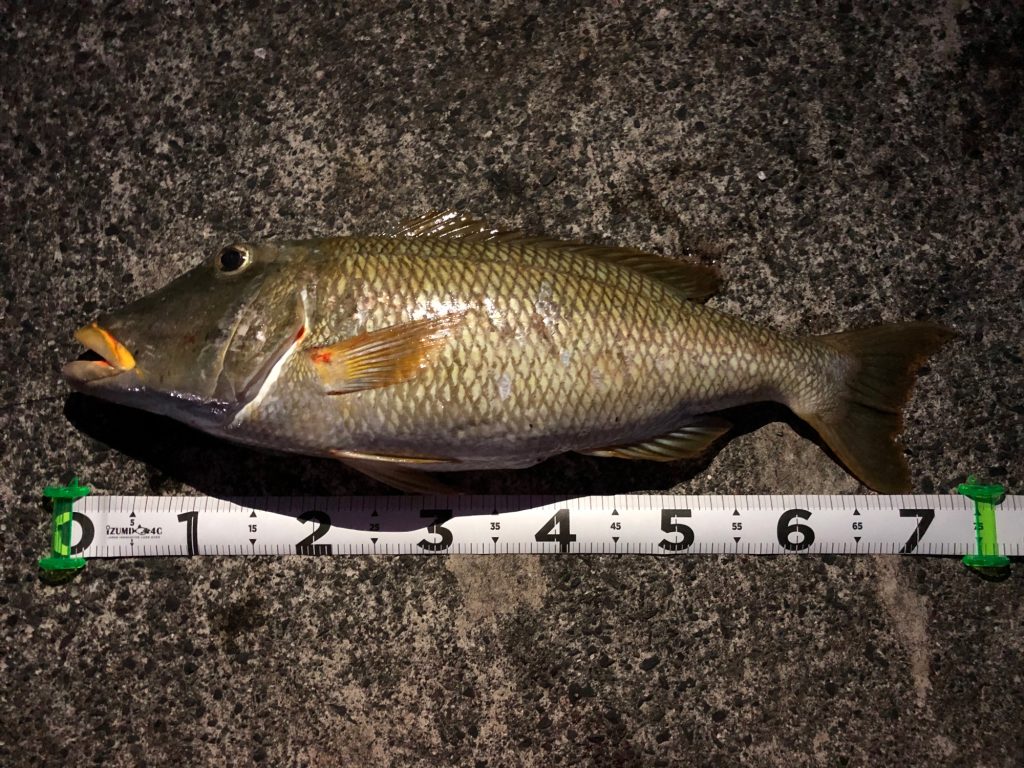 ムネアカクチビ(カラー魚拓)元画像