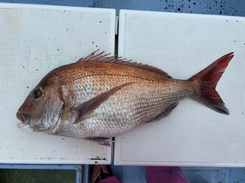 真鯛(カラー魚拓)元画像