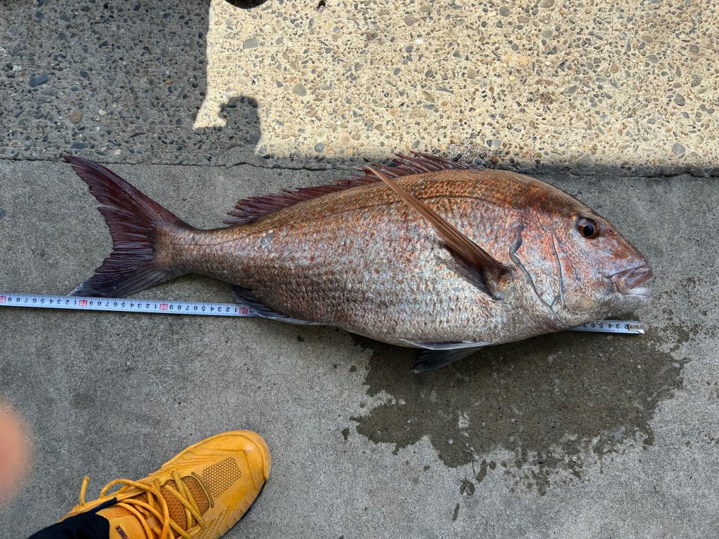 真鯛(カラー魚拓)元画像