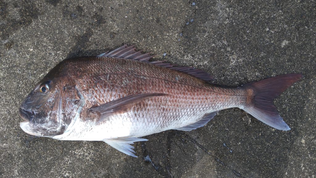 真鯛(カラー魚拓)元画像