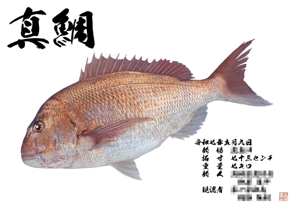 真鯛(カラー魚拓)