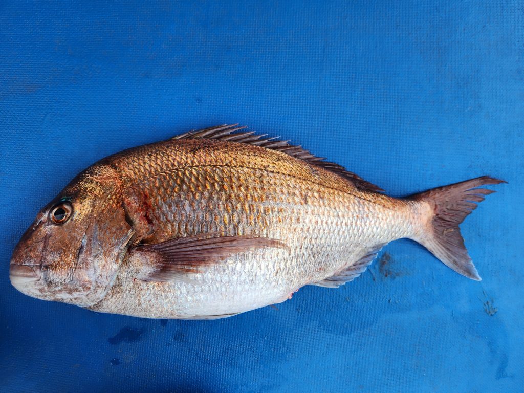 真鯛(カラー魚拓)元画像