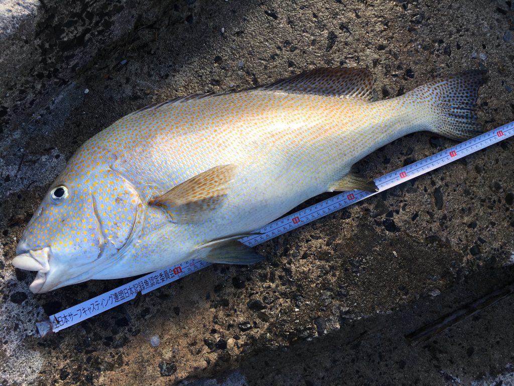 コロダイ(カラー魚拓)元画像