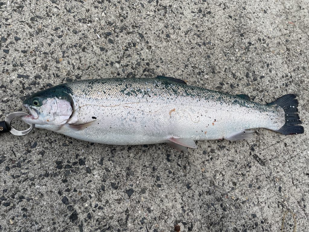 サツキマス(カラー魚拓)元画像