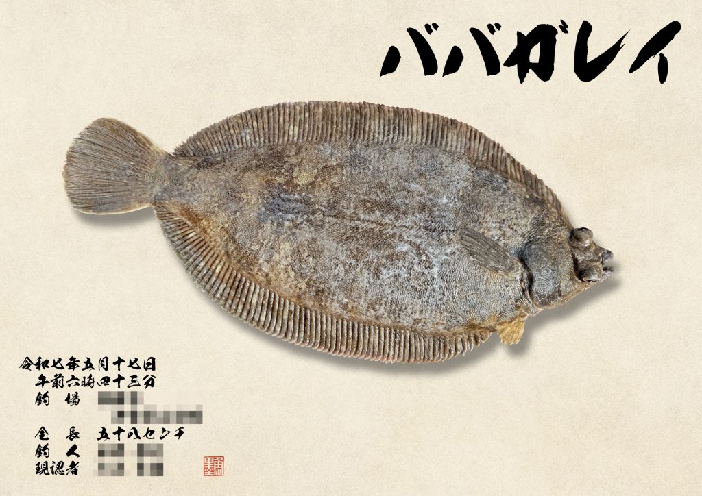 ババガレイ(リアル魚拓)