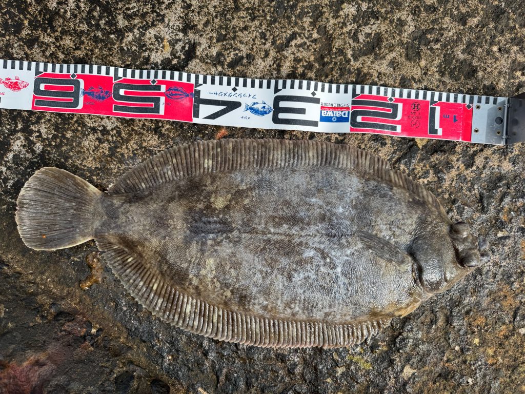 ババガレイ(リアル魚拓)元画像