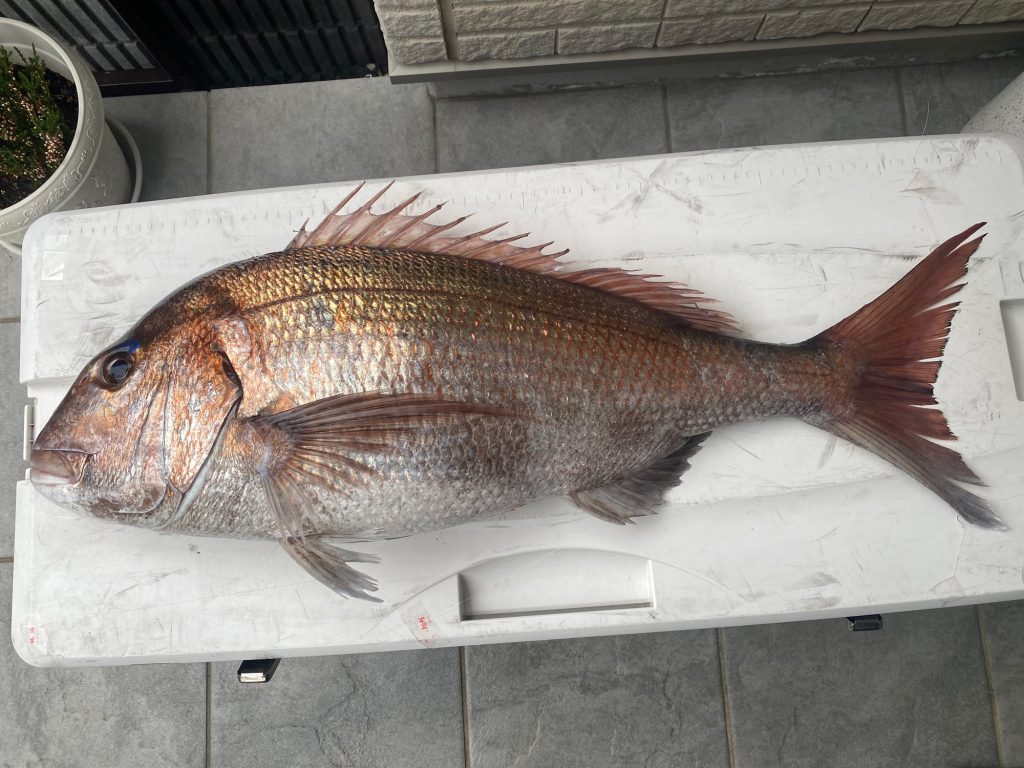 真鯛(カラー魚拓)元画像