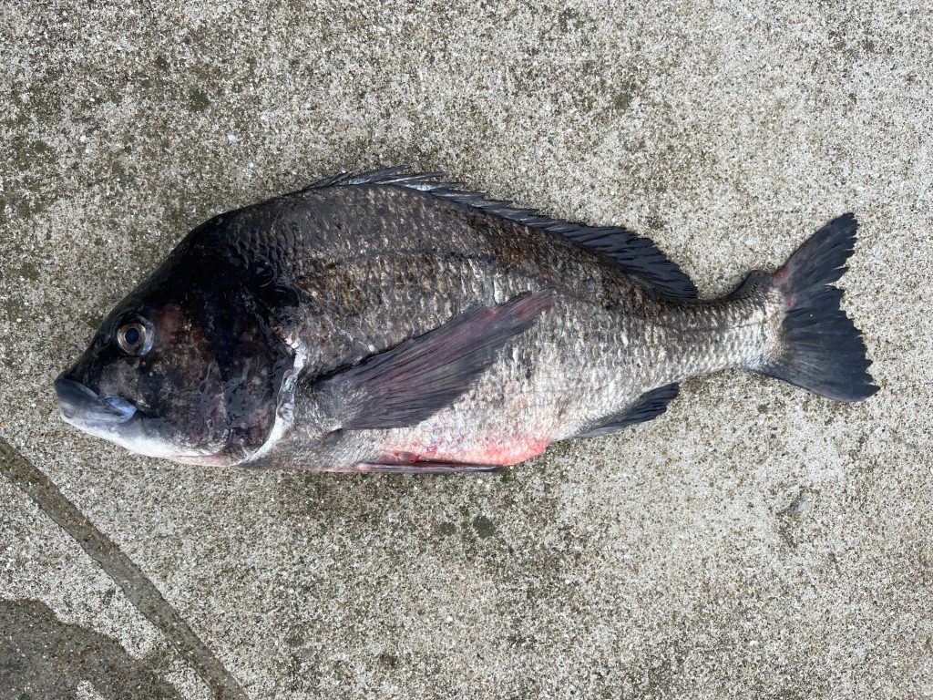 黒鯛（カラー魚拓）元画像
