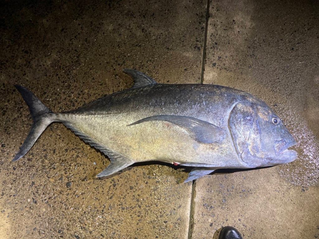 ロウニンアジ（墨魚拓・カラー魚拓）元画像