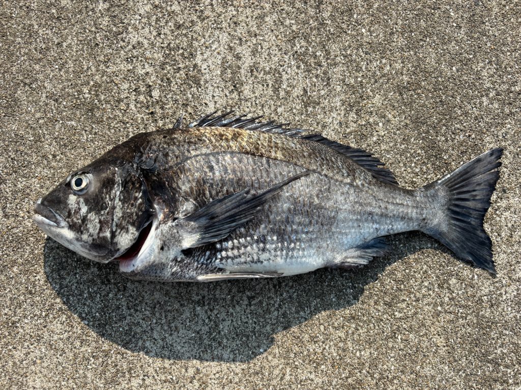 黒鯛（カラー魚拓）元画像