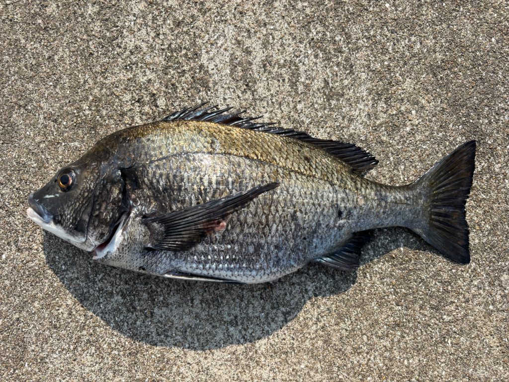 黒鯛（カラー魚拓）元画像
