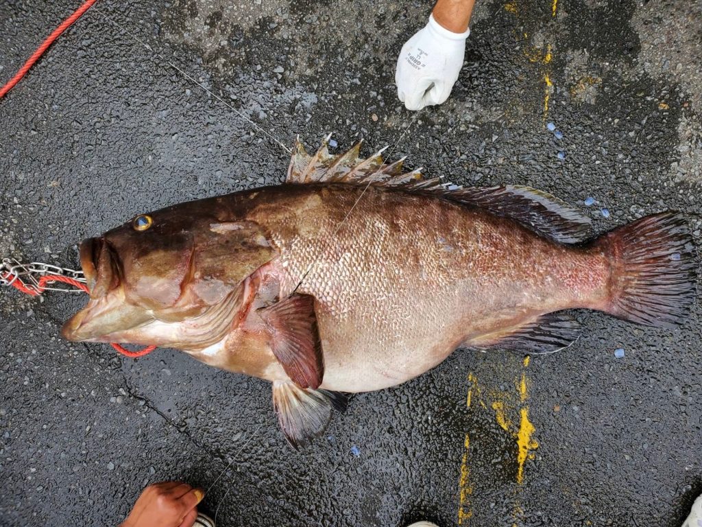クエ(墨魚拓・リアル魚拓)元画像
