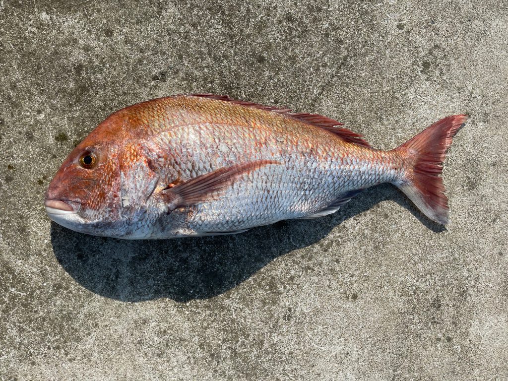 真鯛(カラー魚拓)元画像