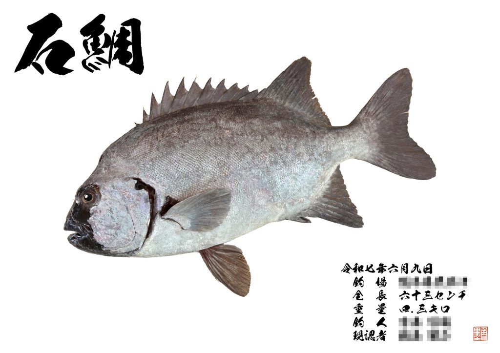 石鯛(カラー魚拓)
