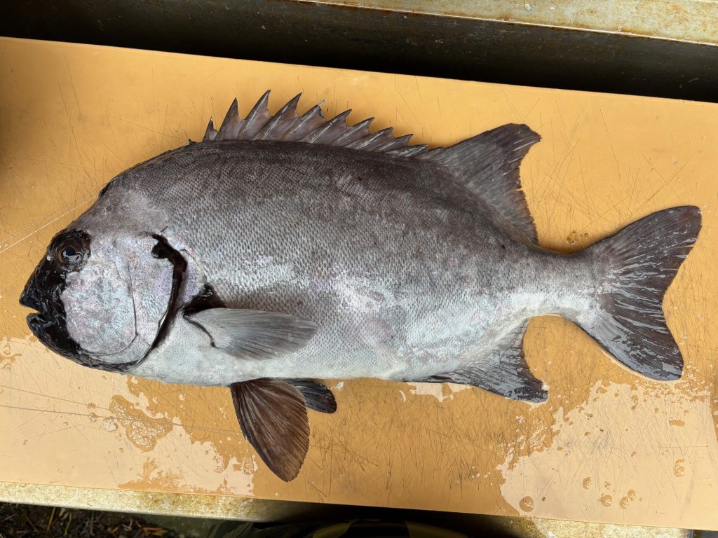 石鯛(墨魚拓・カラー魚拓)印刷後