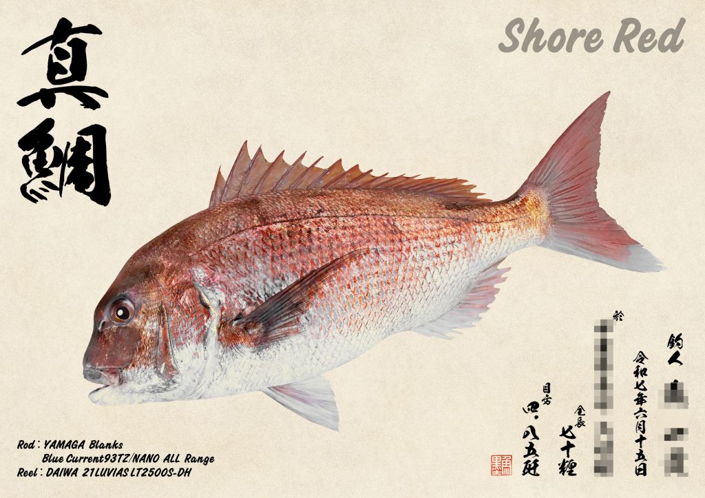 真鯛(カラー魚拓)