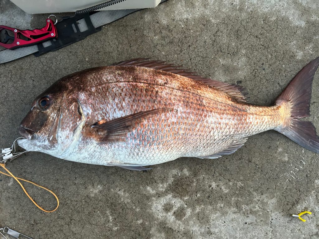 真鯛(カラー魚拓)元画像
