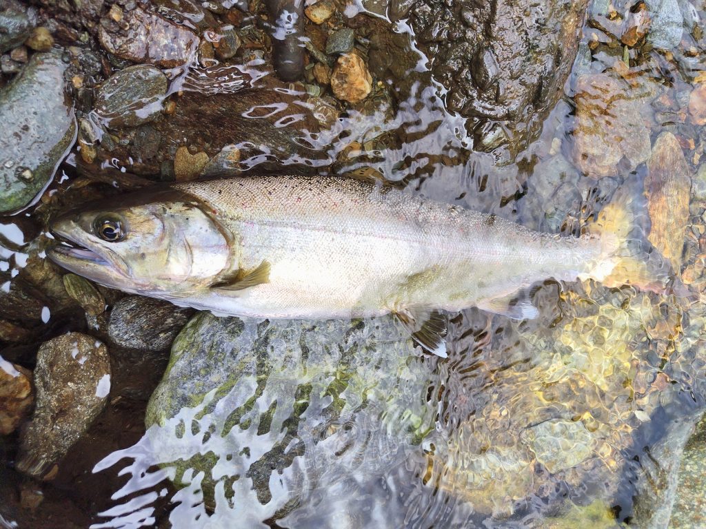 アマゴ(カラー魚拓)元画像