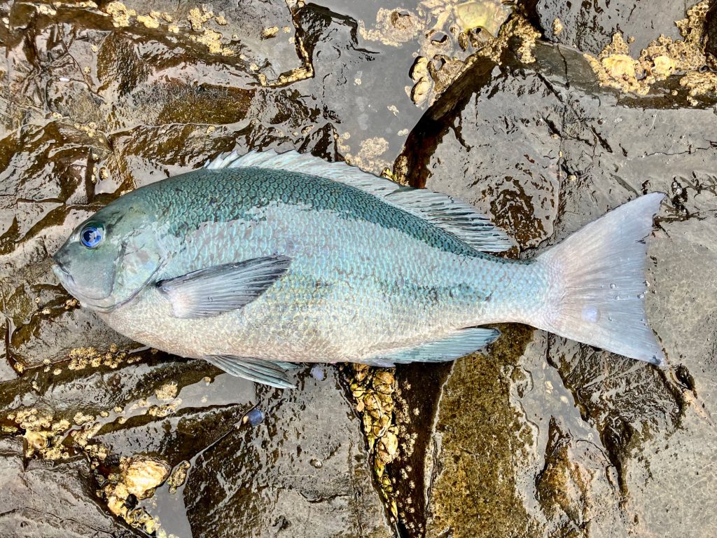 口太グレ（リアル魚拓）元画像