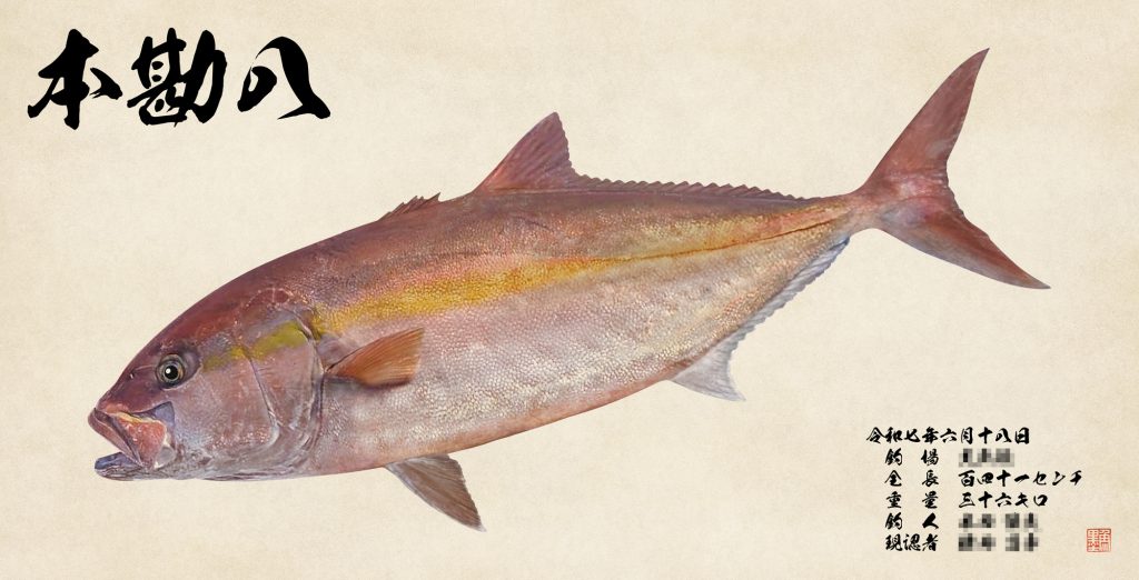 カンパチ(カラー魚拓)