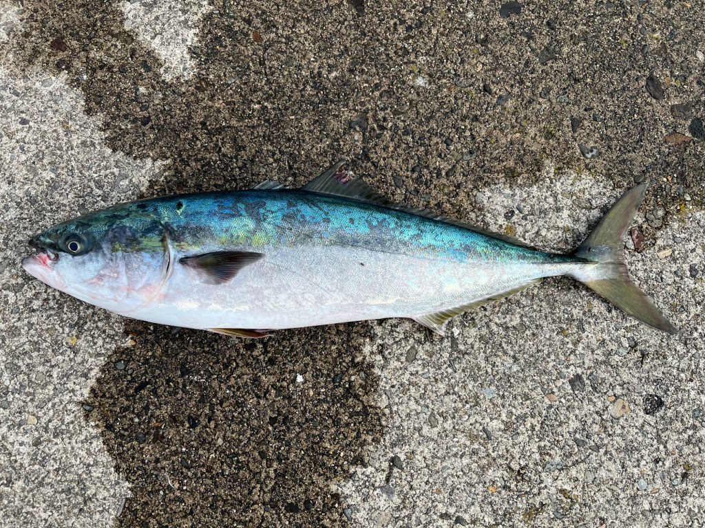 ブリ（カラー魚拓）元画像